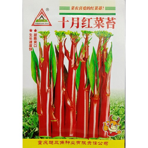红菜苔种子紫菜心秋季十月红