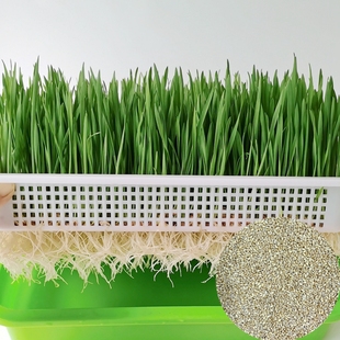 小麦苗猫草籽榨小麦草汁做麦芽糖原料无土水培阳台室内四季500克