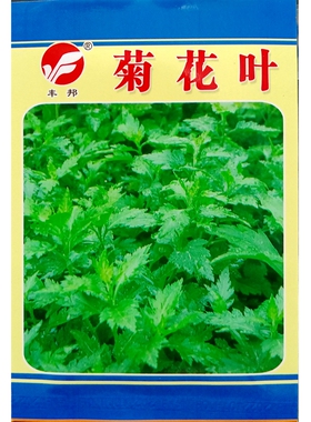 菊花叶种子菊花脑种籽南京地方野菜多年生蔬菜籽春秋3克约10000粒