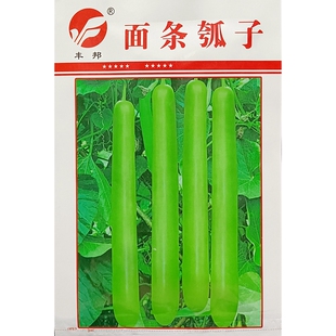 面条瓠子种子50 60厘米中长条蒲瓜瓠瓜夜开花种籽露地保护地5克