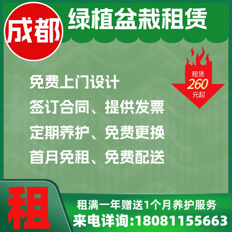 成都室内大植物租赁 绿植租摆 办公室绿化 活动植物短租 绿植养护