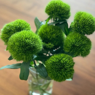 0下不拍保温棉不售后 包邮 绿毛球1扎 任意两单顺丰冷链