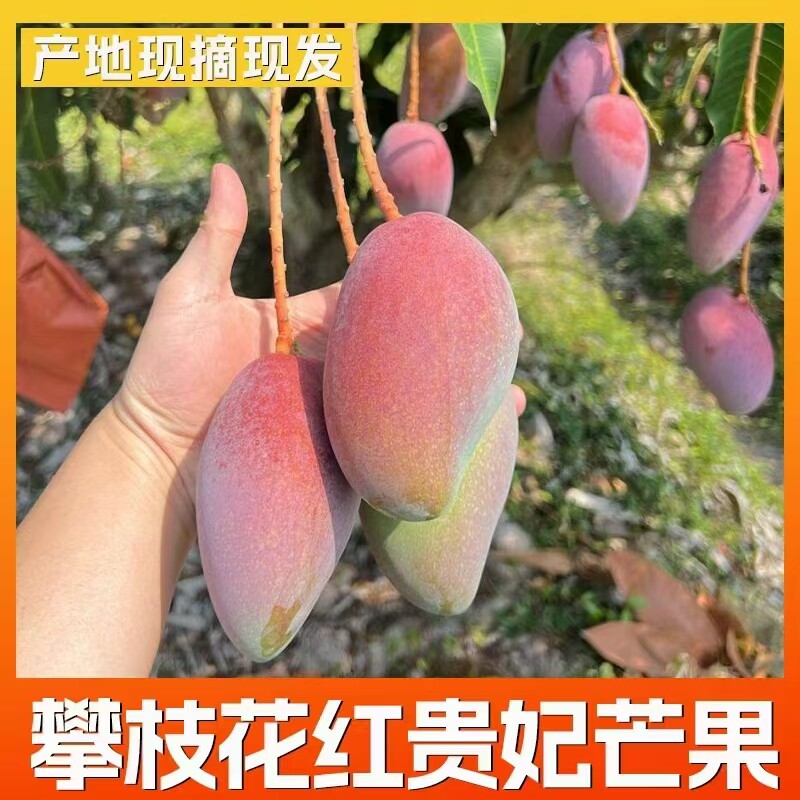 攀枝花本地贵妃芒果新鲜采摘核薄肉厚多汁现摘现发
