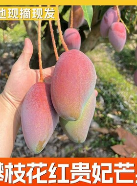 【产地直发】攀枝花贵妃芒果