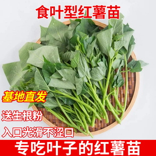 食叶型红薯苗地瓜苗专吃叶子的红薯苗带根发货烟薯板栗番薯种植苗