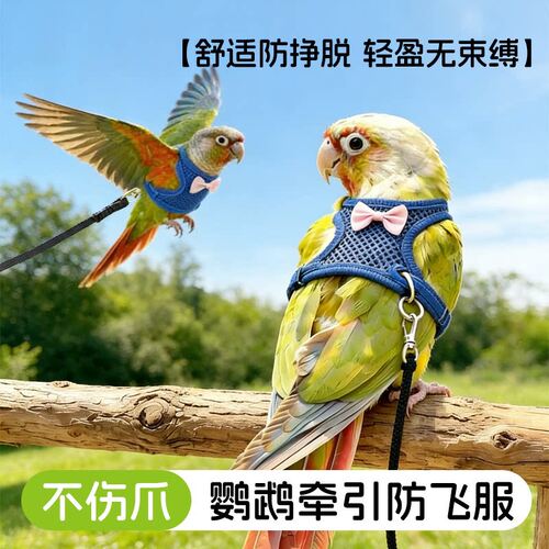 鹦鹉防飞牵引胸背带放飞训练