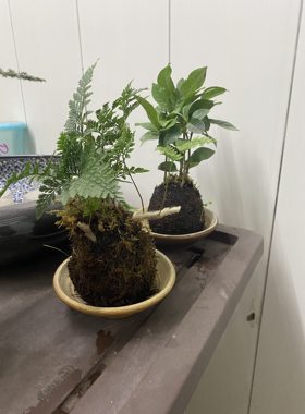 创意个性水杯喝茶杯水培碟子菖蒲微景观摆件盆景艺术碟纯手工特价