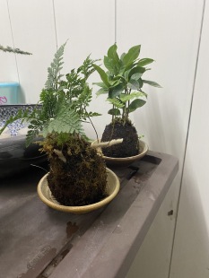 创意个性水杯喝茶杯水培碟子菖蒲微景观摆件盆景艺术碟纯手工特价