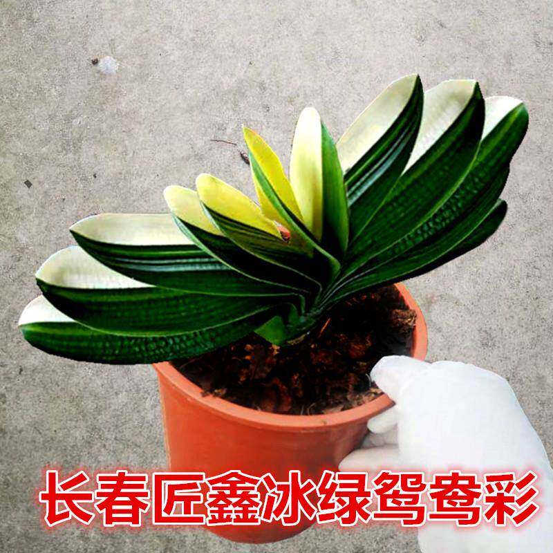 长春精品君子兰国兰彩兰冰绿鸳鸯晒瓷白覆轮一线天金丝彩兰小苗