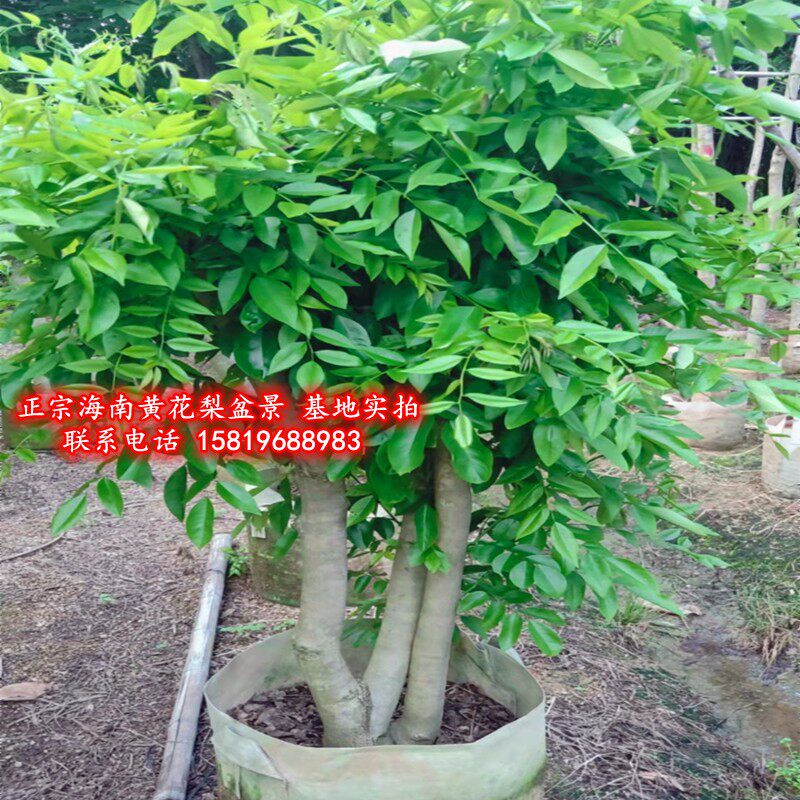 正宗海南黄花梨盆景木桩多枝树木苗降香黄檀袋装树苗沉香名贵大树