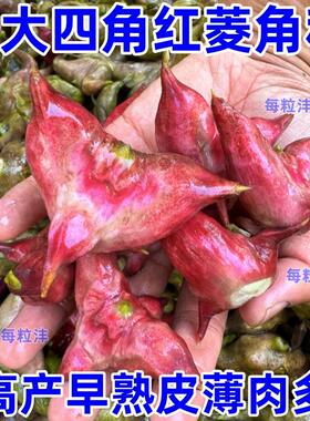 特大四角菱角种子南湖四角红菱角种子四角青菱角种子水红菱