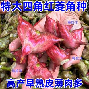 特大四角菱角种子南湖四角红菱角种子四角青菱角种子水红菱