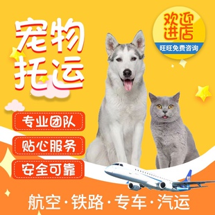 宠物猫 全国宠物托运 宠物狗 爬宠 大型犬类均可托运