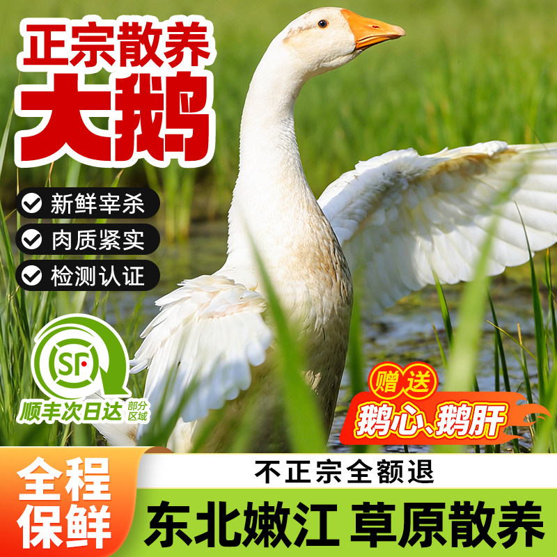 东北大鹅整只新鲜农家散养大白鹅生鲜鹅肉农村老鹅铁锅炖笨大土鹅