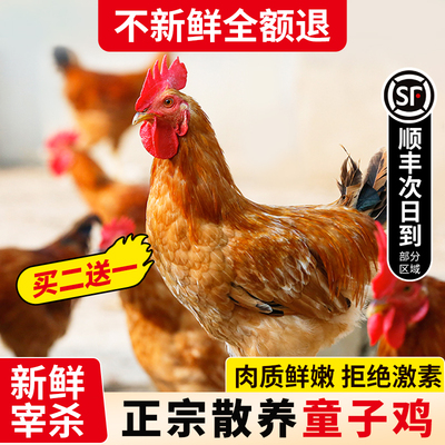 童子鸡新鲜现杀跑山溜达鸡整只