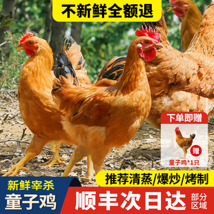 童子鸡土鸡农家散养走地鸡整只新鲜现杀跑山鸡溜达鸡未打鸣小公鸡