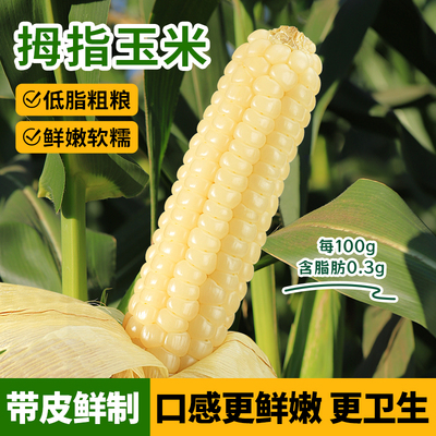 云南西双版纳香糯小玉米真空装