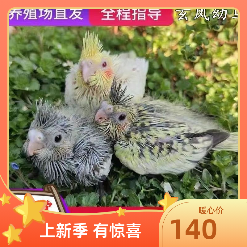 玄凤鹦鹉雏鸟手养断奶黄化原始灰珍珠幼崽宠物活体牡丹绿桃亲人怎么看?