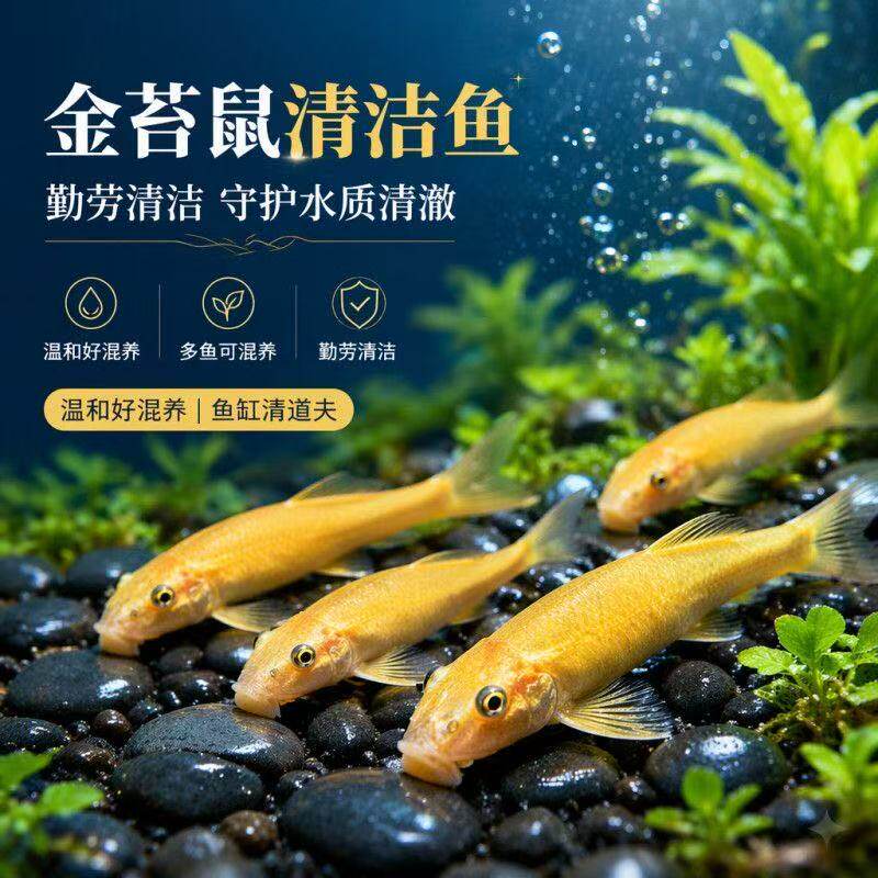 金苔鼠鱼观赏鱼清缸除藻青苔热带鱼工具清道夫粪便鱼缸清洁老鼠鱼