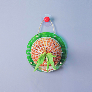 【透绿中号定植板】球兰蝴蝶兰鹿角蕨种植板挂板植上墙神器亚克力