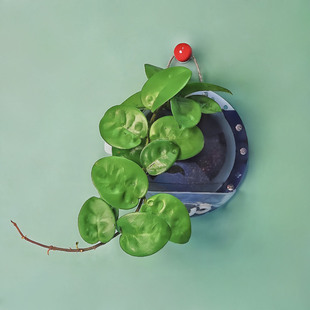 【白色中号定植板】球兰蝴蝶兰鹿角蕨种植板挂板植上墙神器亚克力