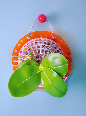 【透橙色中号定植板】球兰蝴蝶兰鹿角蕨种植板挂板植神器亚克力