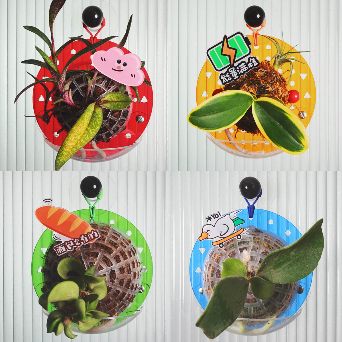 [小号定植板]高颜值自吸水可储水