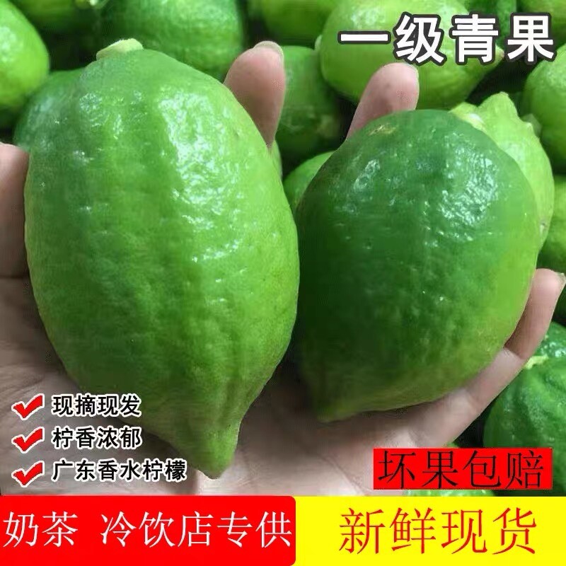 广东香水柠檬  一级果10斤装  新鲜无籽  现摘现发！