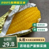 2025头茬东北黄糯玉米棒真空装 延边新鲜甜粘黏粗粮苞米非即食现摘