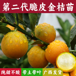 广西融安脆皮金桔苗水果树苗第二代滑皮正宗嫁接盆栽地栽蜜桔子苗