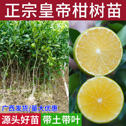 皇帝柑贡柑柑橘子广西果树苗盆地栽庭院四季种植嫁接砂糖桔苗
