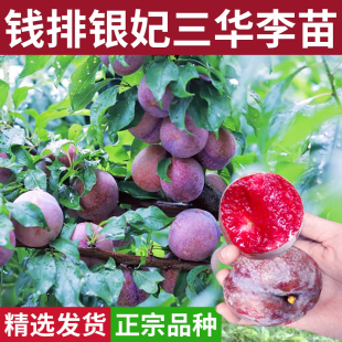 钱排银妃三华李三月红心李嫁接盆地栽南北方种桃果树蜂糖李子树苗