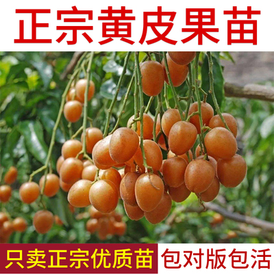 黄皮树苗无核鸡心贵妃当年结果苗