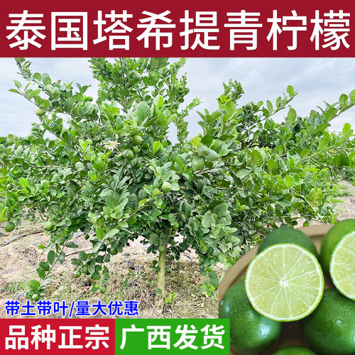 广东泰国青香水柠檬苗树无籽