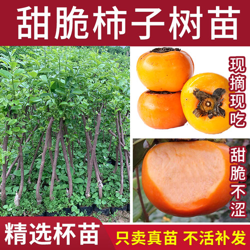 柿子苗树甜脆柿子阳丰太秋罗田柿子嫁接苗优良带土水果树苗南北方