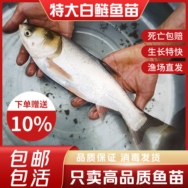 优质特大白鲢鱼苗胖头大头鲢鳙花鲢鱼苗淡水养殖食用活体四大家鱼