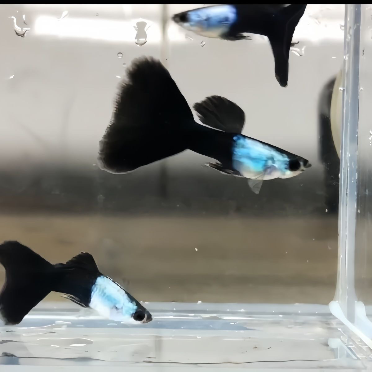 艾尔银蓝尾孔雀鱼三角尾精品小型热带鱼家养纯种观赏鱼凤尾鱼网红