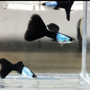 艾尔银蓝尾孔雀鱼三角尾精品小型热带鱼家养纯种观赏鱼凤尾鱼网红