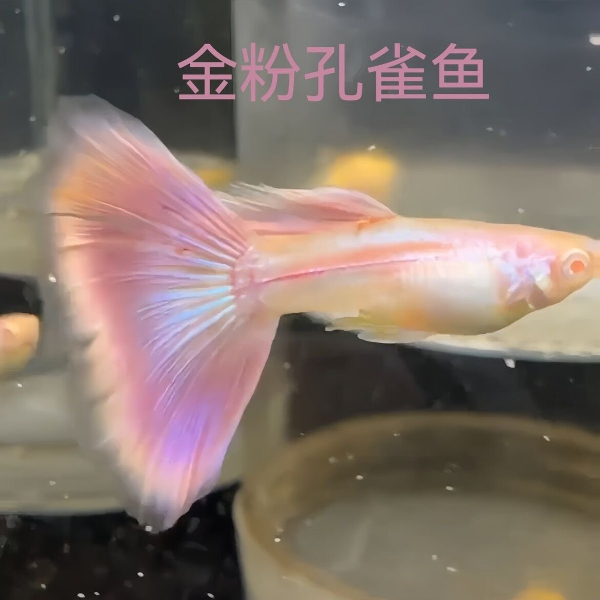 金粉孔雀鱼莫斯科紫白子凤尾鱼热带观赏鱼紫色仙女金粉世家观赏鱼图片