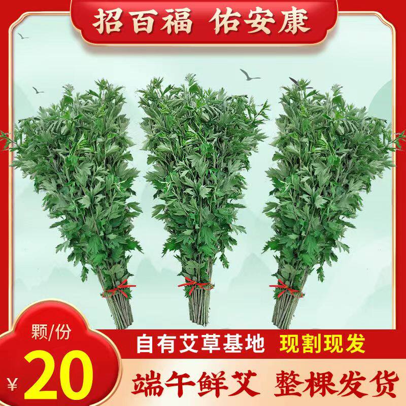 2025年现摘新鲜艾草野生整颗艾叶草端午节挂门上整把全株艾草驱蚊