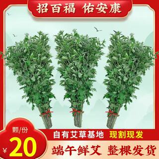 2026年现摘新鲜艾草野生整颗艾叶草端午节挂门上整把全株艾草驱蚊