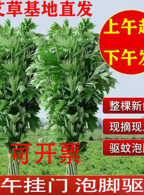 2026年现摘新鲜野生艾草整颗艾叶草端午节挂门上整把全株艾草驱蚊