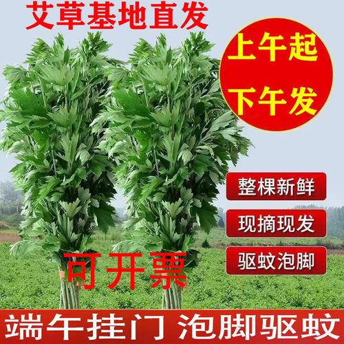 2026年现摘新鲜野生艾草整颗艾叶草端午节挂门上整把全株艾草驱蚊