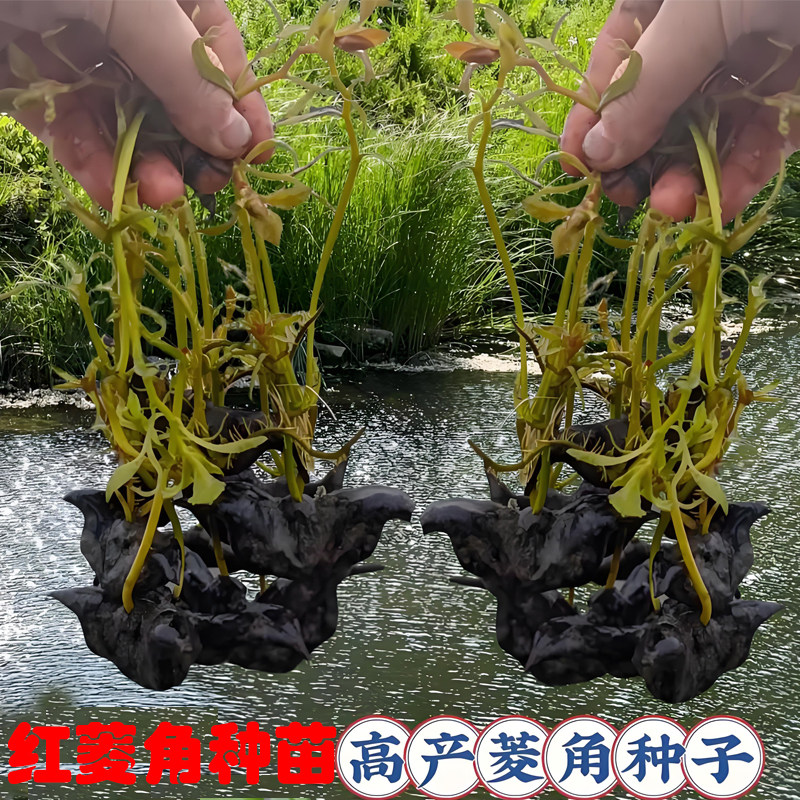 早熟高产大青菱角种子种苗红菱角种子池塘河道净化水质水生植物