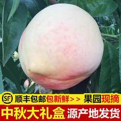 中秋【正宗肥桃】山东肥城肥桃礼盒甜桃大桃子现摘甜桃子中华寿桃