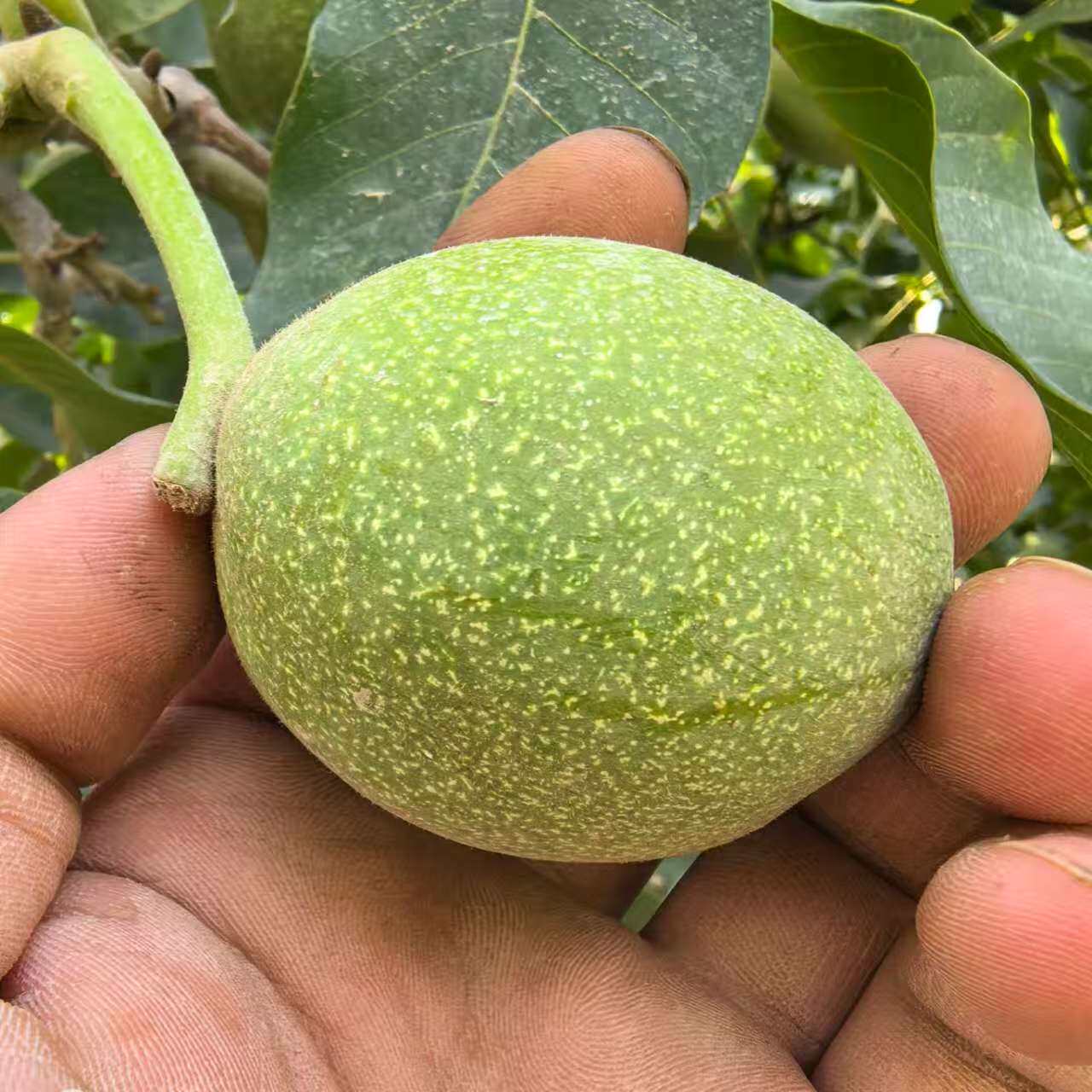 新疆阿克苏纸皮核桃5斤
