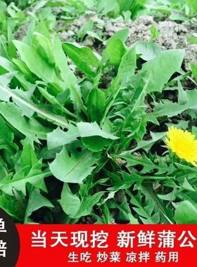 正宗蒲公英菜新鲜现挖带整根草茶叶子可泡茶泡酒晒干用可做菜等