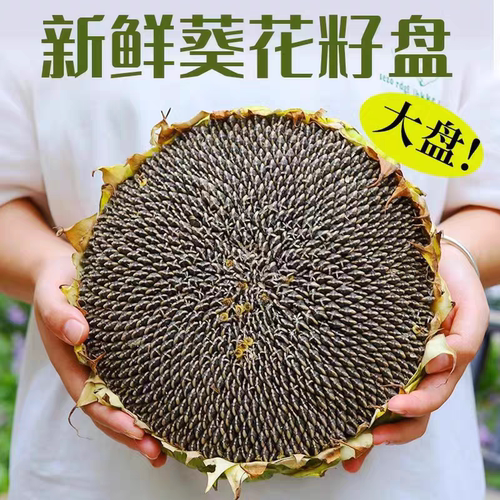 2026现摘新鲜带籽向日葵花盘头绿色可做幼儿园道具食用花盘生吃的