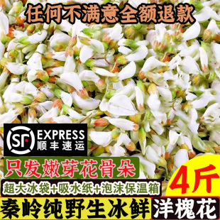 顺丰秦岭冰鲜洋槐花苞新鲜纯野生洋槐花花骨朵速冻4斤包邮