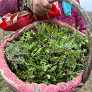 荠荠菜荠菜3斤 地丁菜饺子北方当季 秦岭野生荠菜新鲜荠菜野菜 包邮